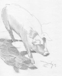Pig Sketch